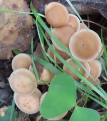 Kuehneromyces mutabilis