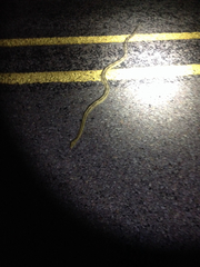 Bogertophis subocularis