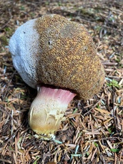Boletus smithii