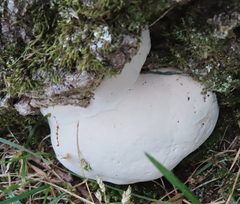 Fomitopsis betulina