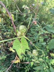 Ipomoea cordatotriloba
