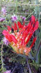 Babiana ringens australis