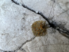 Teloschistaceae