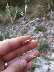 Cleistogenes serotina