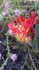 Babiana ringens australis