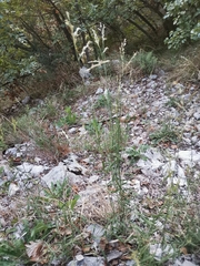 Cleistogenes serotina