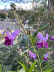 Chilopsis linearis