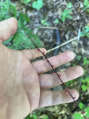 Persicaria filiformis