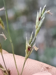 Cleistogenes serotina