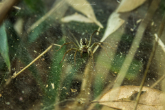Aglaoctenus lagotis