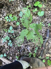 Persicaria filiformis