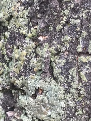 Rinodina