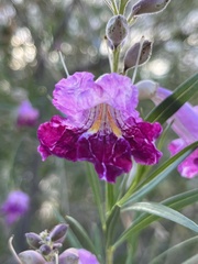 Chilopsis linearis