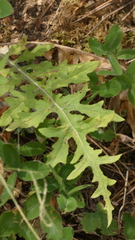 Centaurea alba