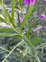 Chilopsis linearis
