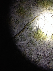 Bogertophis subocularis