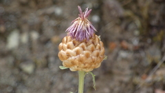 Centaurea alba