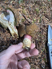Boletus smithii