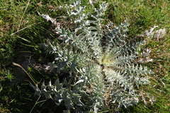 Carduus carlinoides