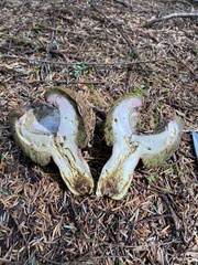 Boletus smithii