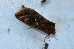 Autographa mappa