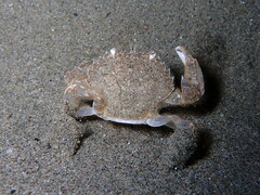 Liocarcinus vernalis