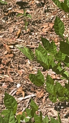 Liquidambar styraciflua