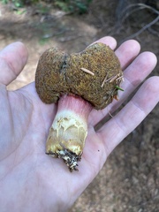 Boletus smithii