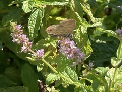 Leptotes pirithous