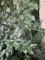 Ilex aquifolium
