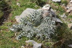Carduus carlinoides