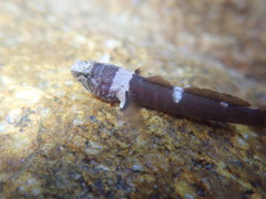 Chromogobius quadrivittatus