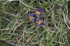 Iris unguicularis cretensis