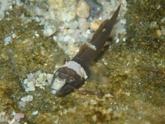 Chromogobius quadrivittatus