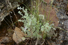 Artemisia frigida