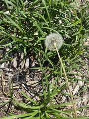 Taraxacum erythrospermum