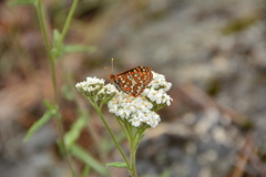 Euphydryas