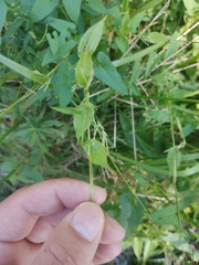 Brachypodium pinnatum