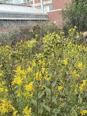 Silphium