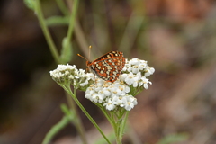 Euphydryas