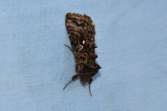 Autographa mappa