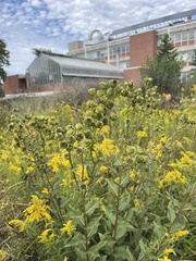 Silphium