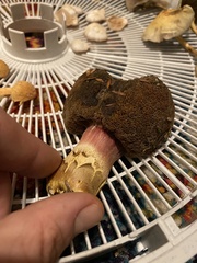 Boletus smithii