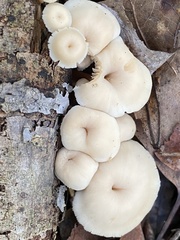 Lentinellus micheneri