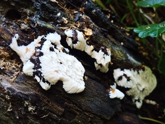 Hericium coralloides