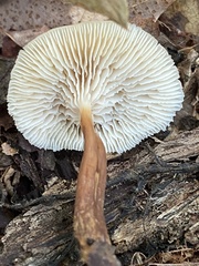 Lentinellus micheneri