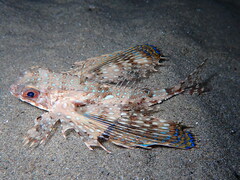 Dactylopterus volitans