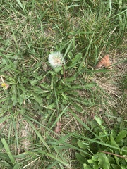 Taraxacum erythrospermum