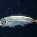 Mediterranean Horse Mackerel - Photo (c) Sylvain Le Bris, some rights reserved (CC BY-NC), uploaded by Sylvain Le Bris