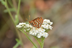Euphydryas